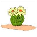 barrel cacti,barrel cactus,cactuses,flowers,nature,plants